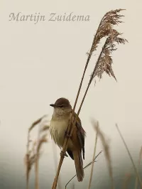 Grote Karekiet [Acrocephalus arundinaceus]
